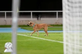 Cet animal entre sur la pelouse en plein match